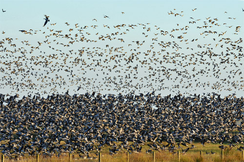 Picture of a huge number of Barnacle Geese lifting off