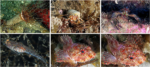 Screenshot of a gallery of underwater sea life pictures