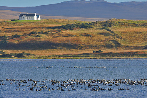 Picture of Barnacle Geese swimming on a sea loch