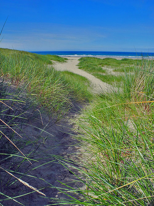 Picture of a sandy path leading through dunes