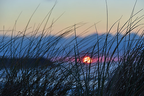 Picture of a sunset seen through dune grass