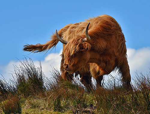Picture of a Highland Coo in strong wind